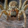 Araña