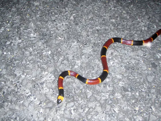 Serpiente coralillo
