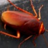 Cucaracha