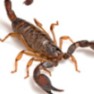 Escorpión