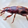 Gorgojo