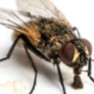 Mosca