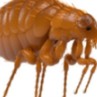 Pulga