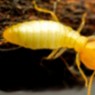 Termita