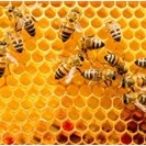 Abejas